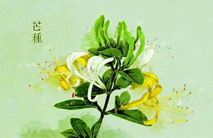 芒种花开