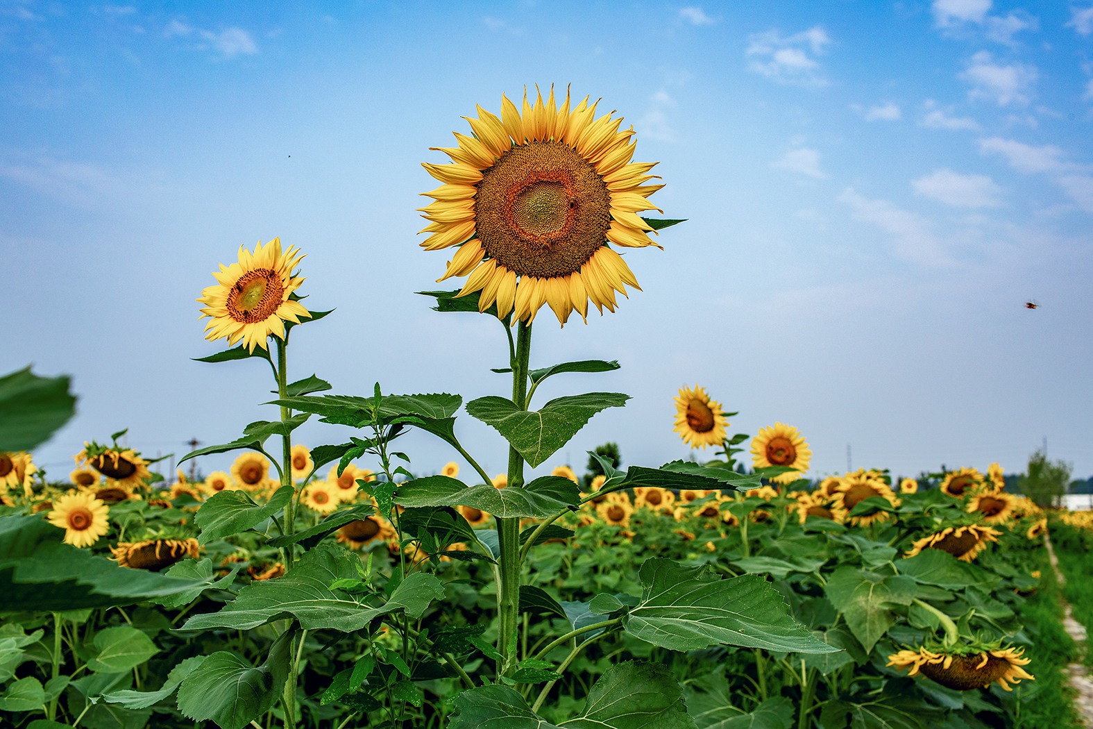 《太阳花》