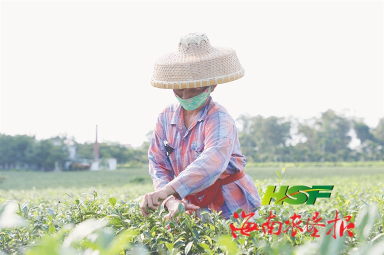 海垦茶业集团参加茶业行业职业技能竞赛