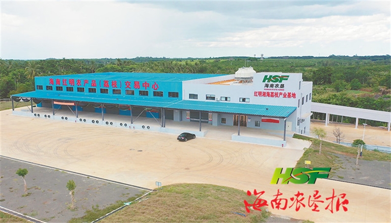 一颗荔枝兴了一方产业 甜了一方百姓