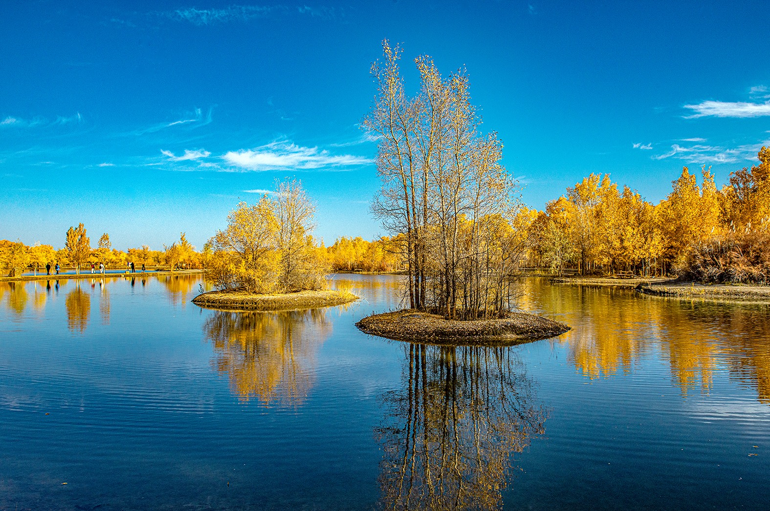 《深秋的湖与树》