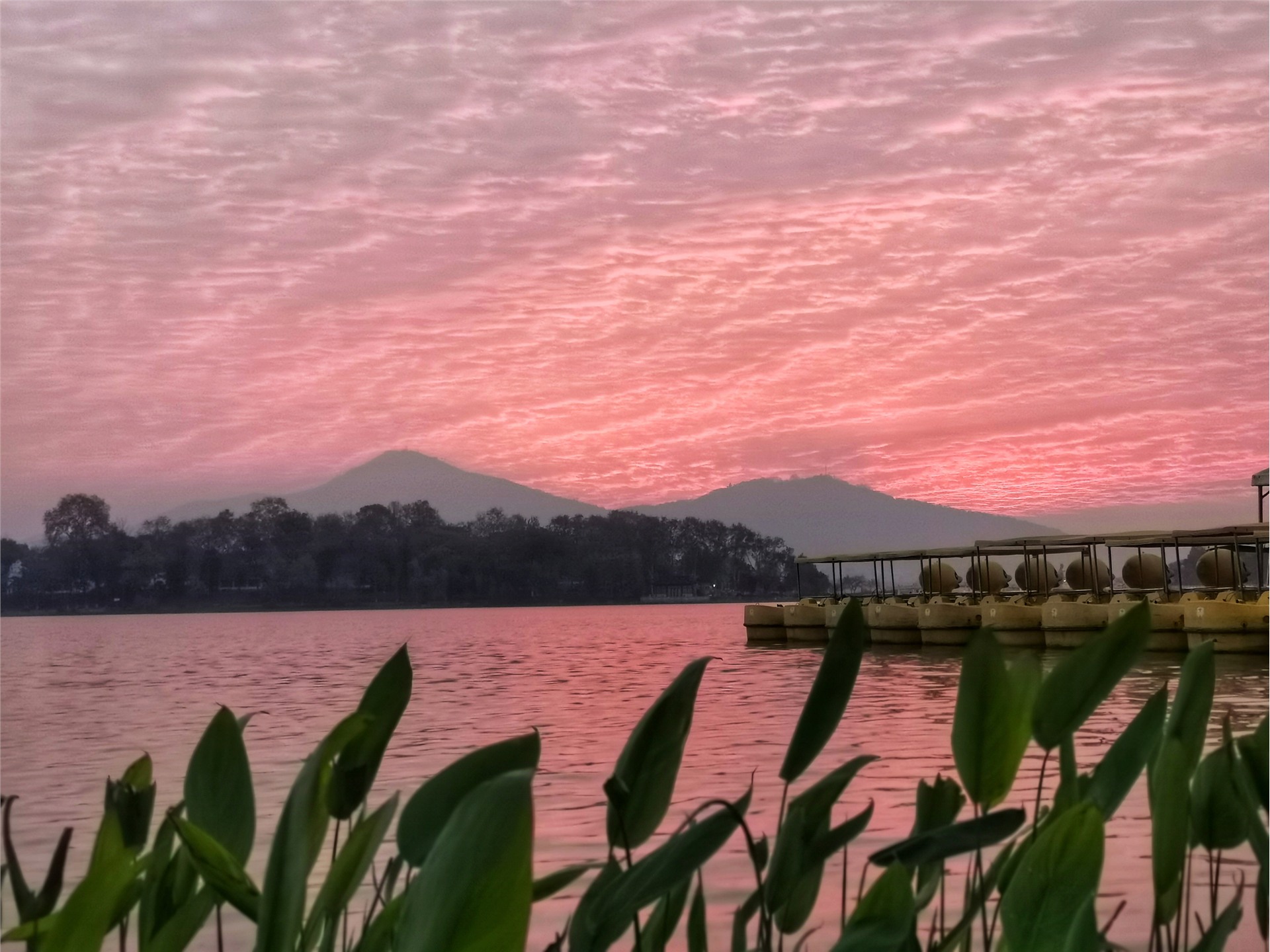 《粉红色的玄武湖》
