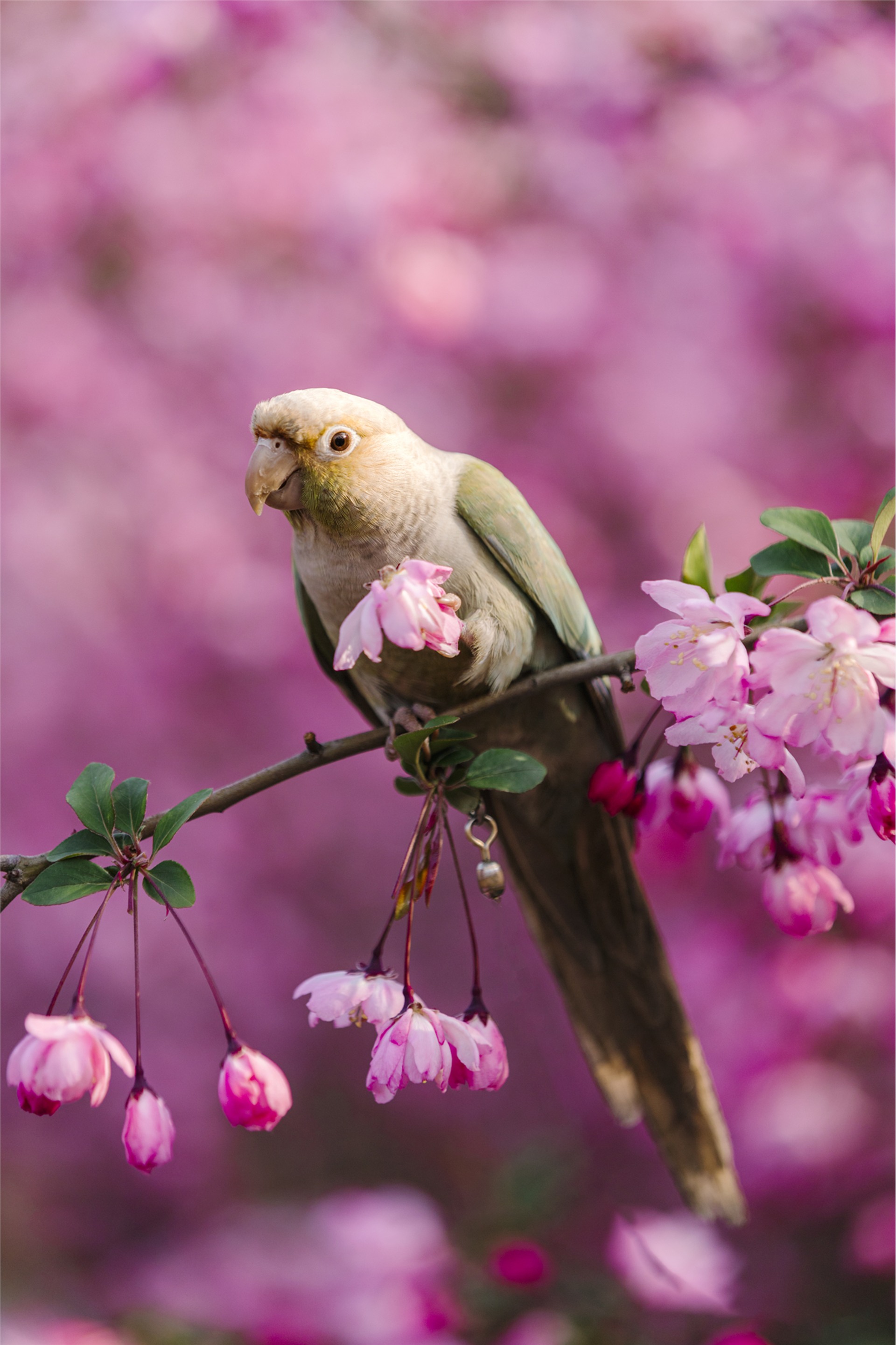 《雀闹枝头》