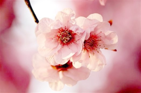 缱绻桃花雨