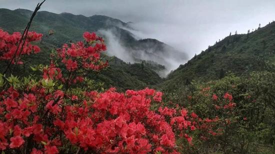 杜鹃花开