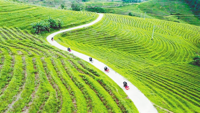 海南农垦陨坑茶获两项大奖