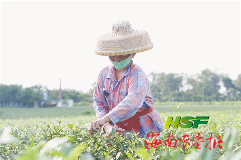 海垦茶业集团参加茶业行业职业技能竞赛