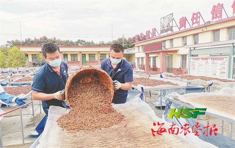 探索海南建设咖啡交易中心有效路径