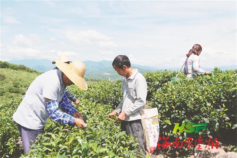 用心做茶 致富茶农