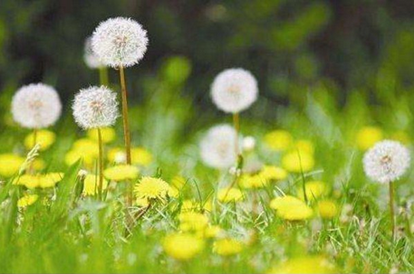 婆婆丁花开金灿灿