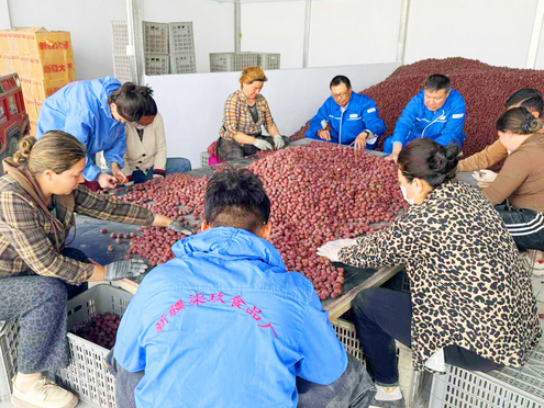 “泽普三宝”如何变身“致富果”？